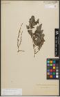 Foto von Salix starkeana Willd.